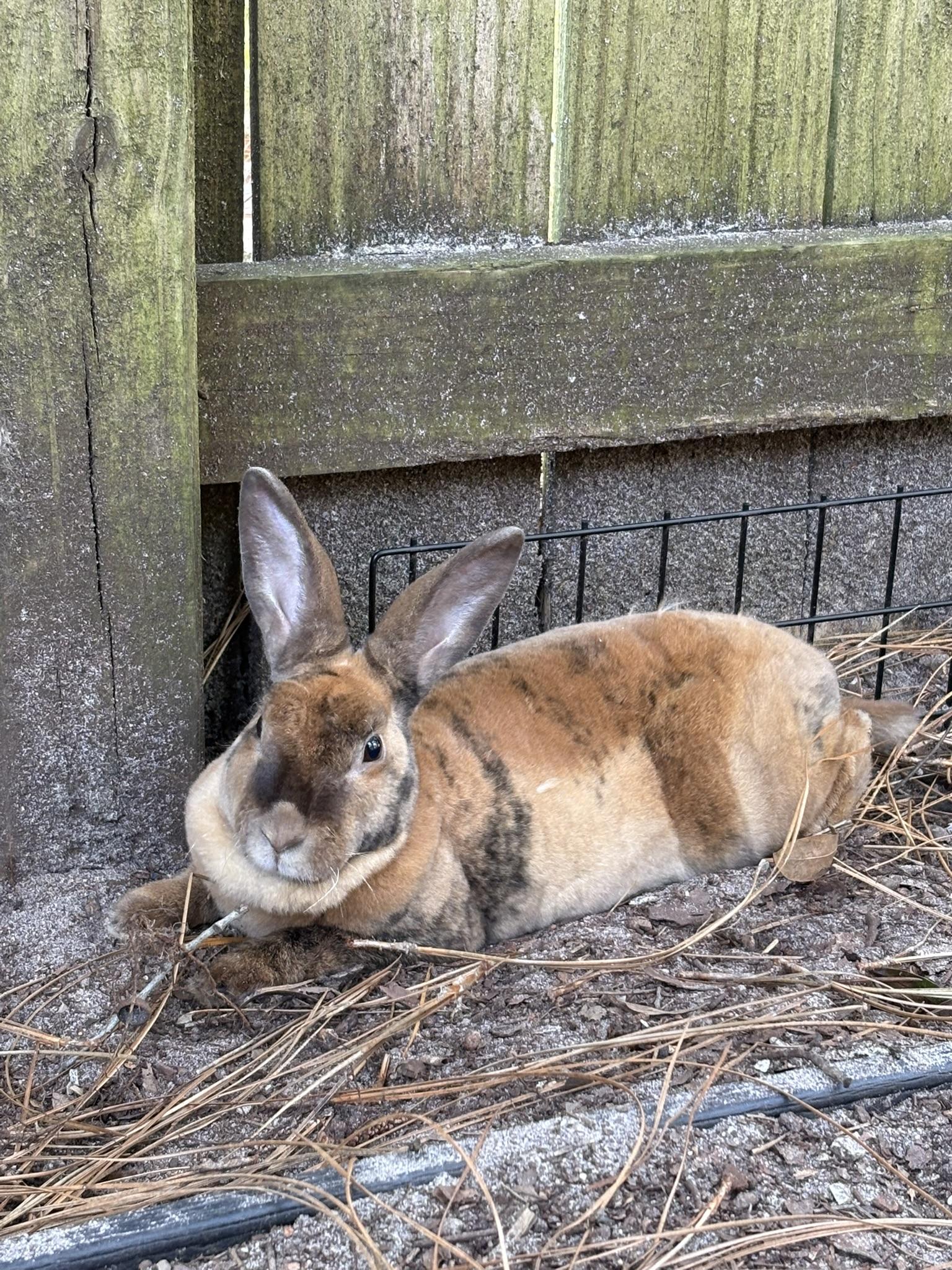 Cookie, Adopted, Adult Female Rex.