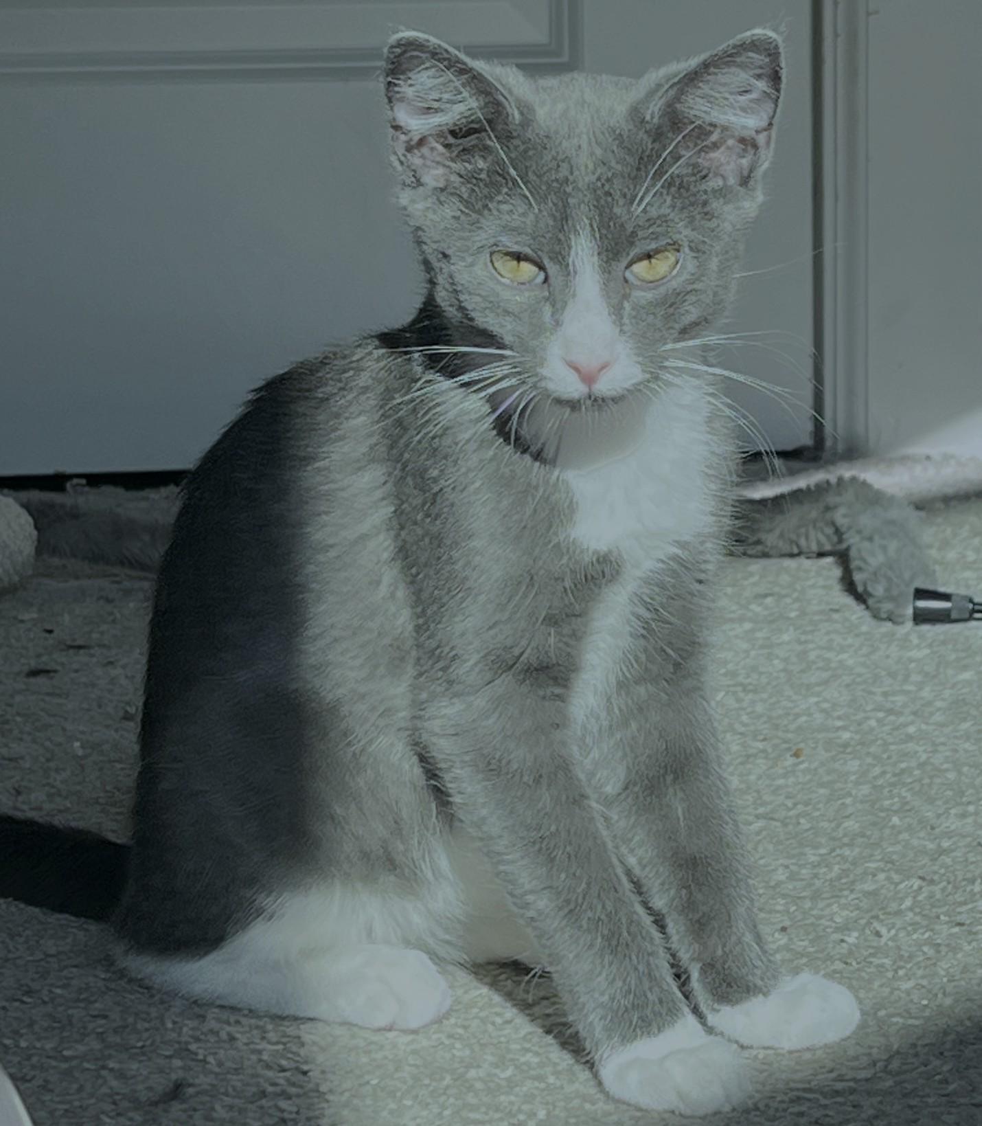 Enlarge Luke, an adopted Domestic Short Hair in Bentonville, AR image 1/1