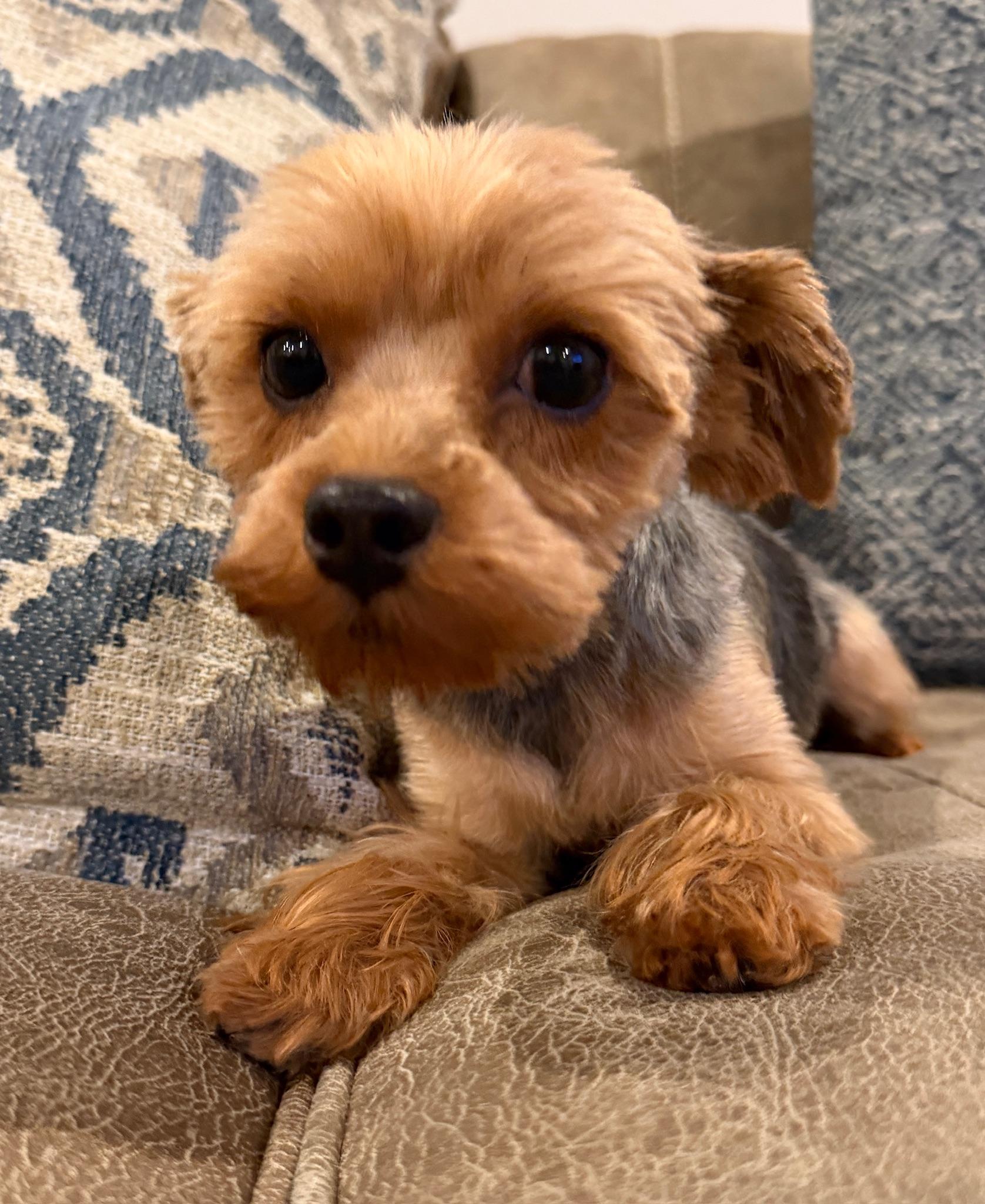 Enlarge Pippa, a Adopted Yorkshire Terrier in Monroeville, PA image 3/6