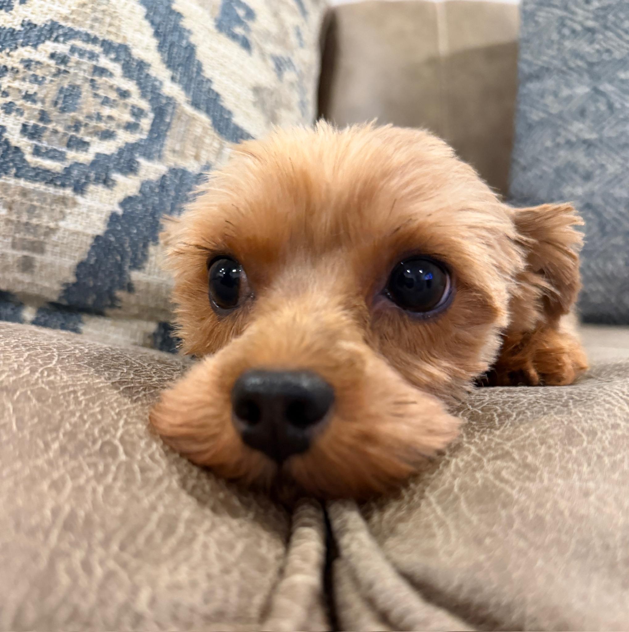 Enlarge Pippa, a Adopted Yorkshire Terrier in Monroeville, PA image 6/6
