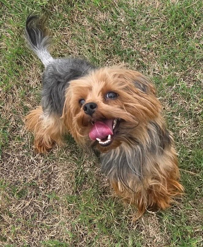 Pippa, Adopted, Adult Female Yorkshire Terrier.