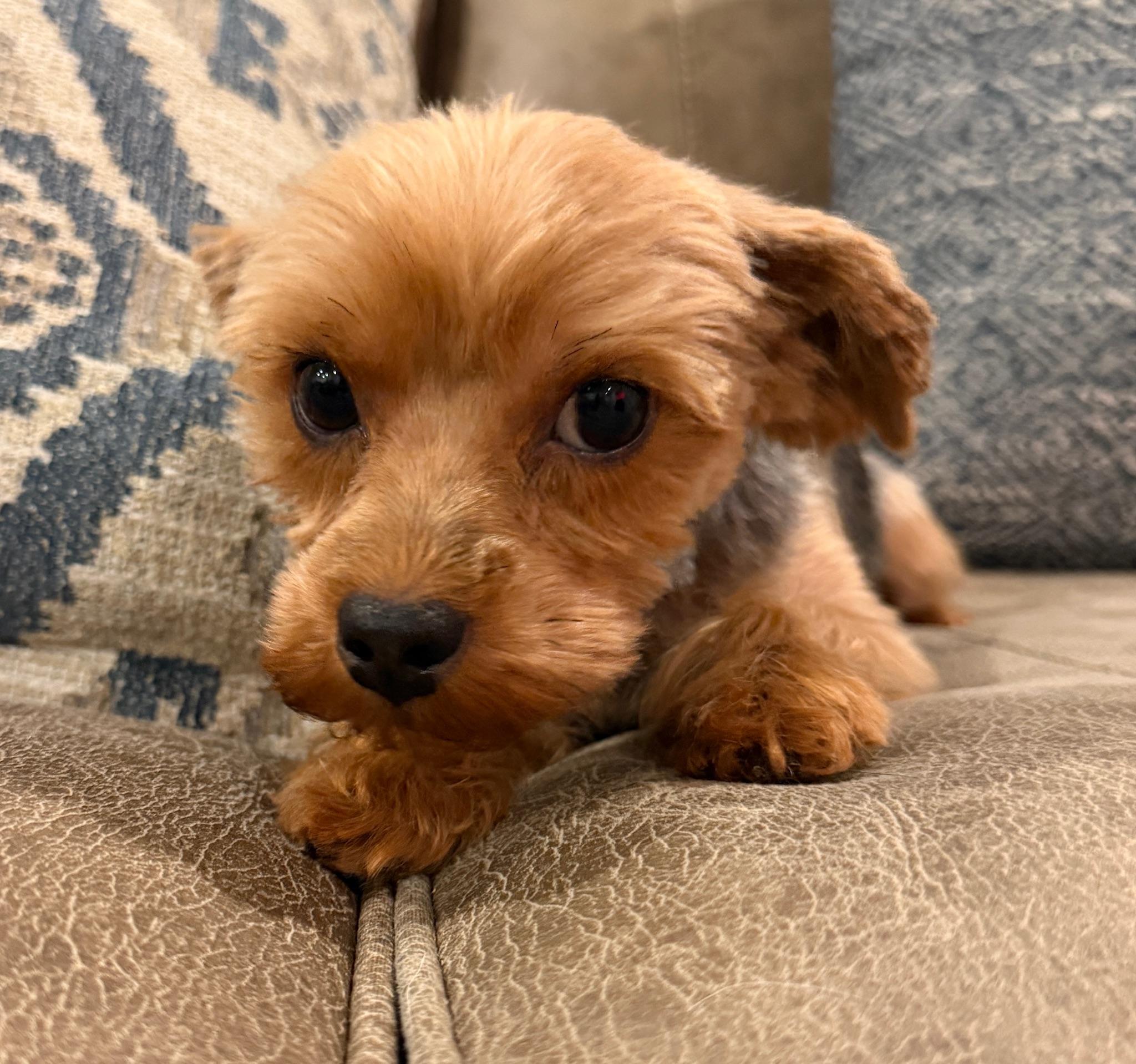 Enlarge Pippa, a Adopted Yorkshire Terrier in Monroeville, PA image 5/6