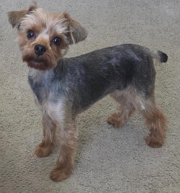 Enlarge Pippa, a Adopted Yorkshire Terrier in Monroeville, PA image 2/6
