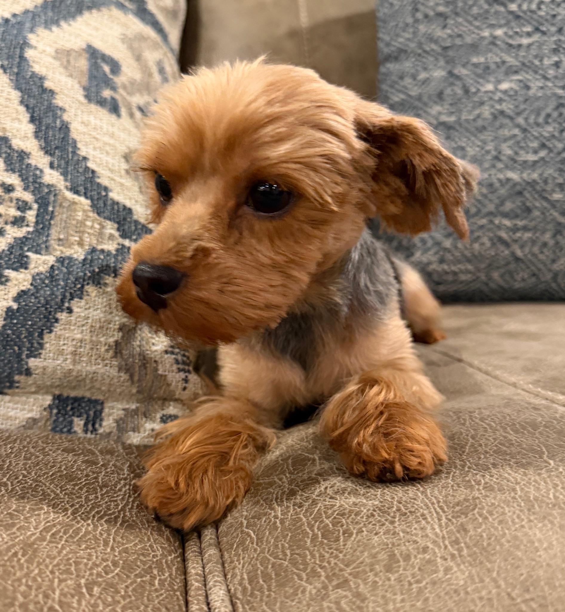 Enlarge Pippa, a Adopted Yorkshire Terrier in Monroeville, PA image 4/6