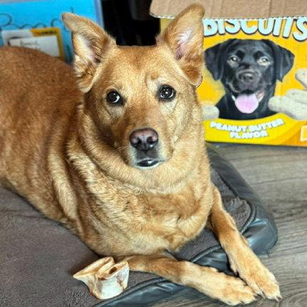 CASSIE, a Adoptable mixed breed in Mays Landing, NJ image 1/3