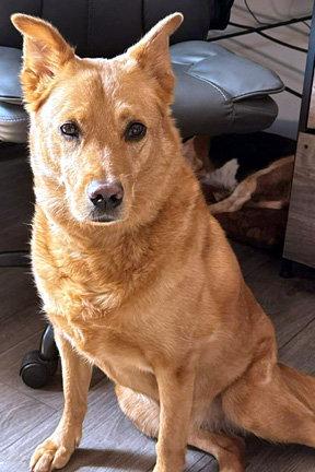 CASSIE, a Adoptable mixed breed in Mays Landing, NJ image 2/3