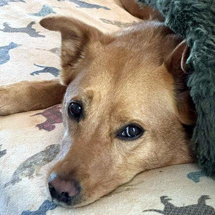 CASSIE, a Adoptable mixed breed in Mays Landing, NJ image 3/3