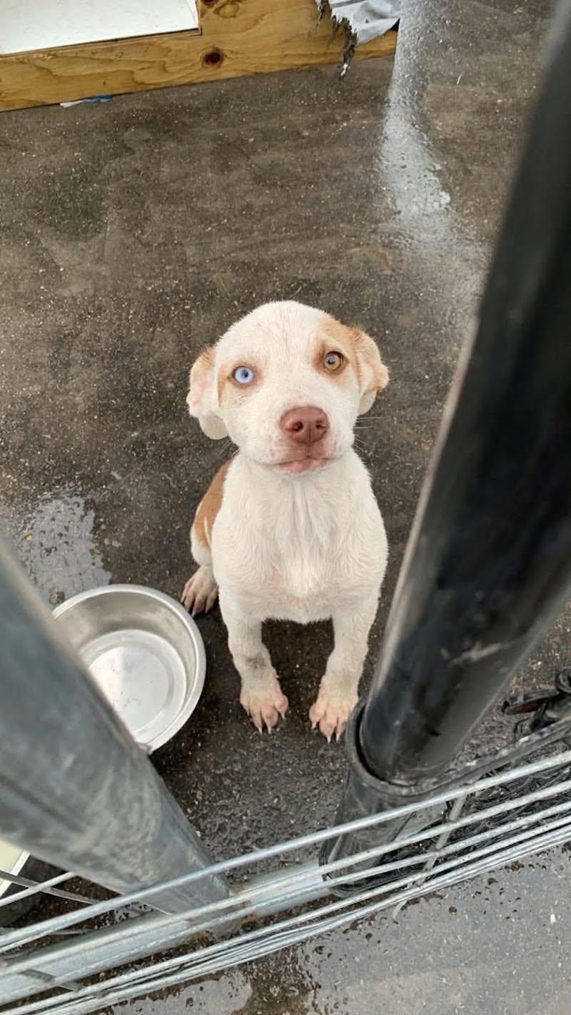 Erin, Adoptable, Puppy Female Mixed Breed.