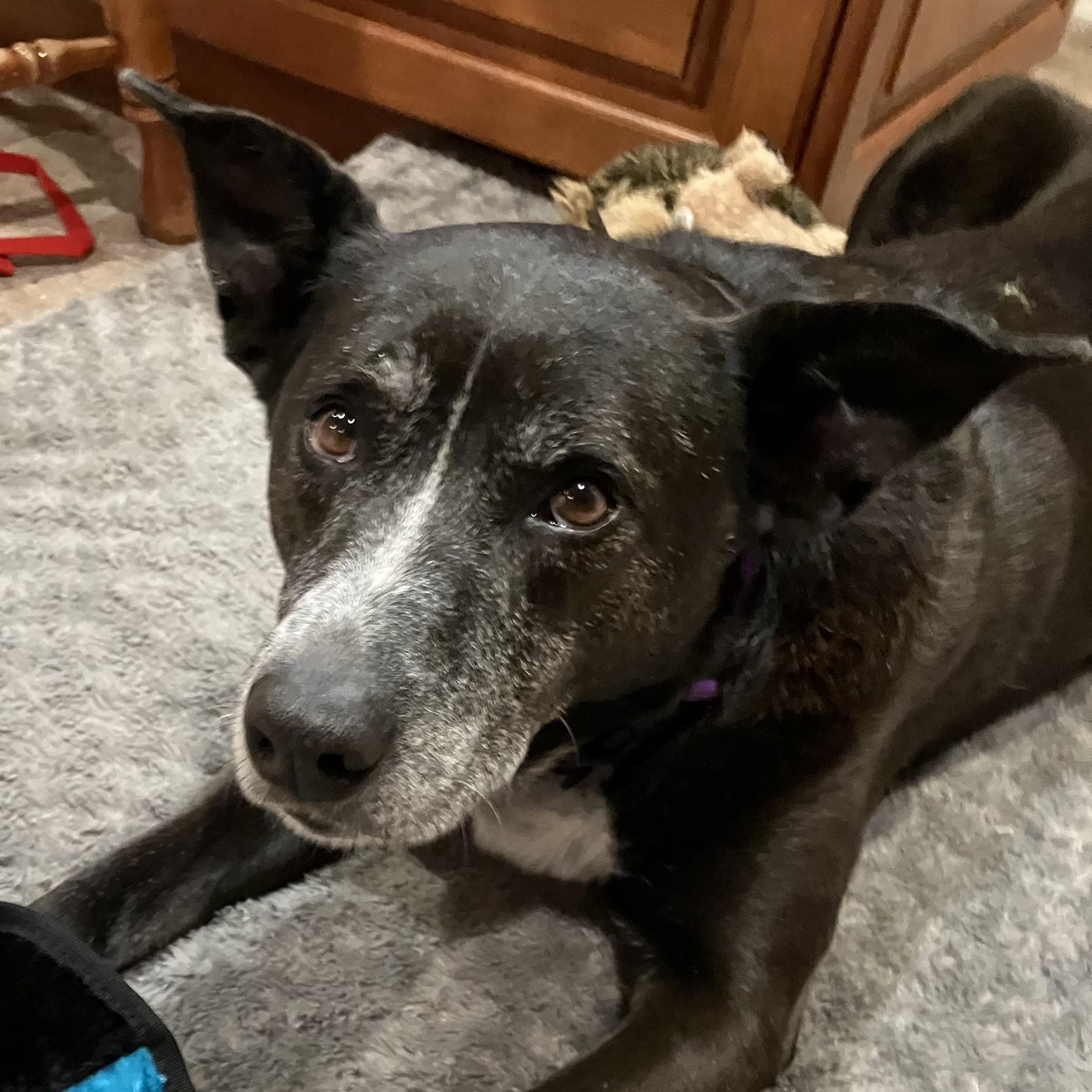 Enlarge Bella, a ADOPTABLE mixed breed in Freehold, NJ image 4/5