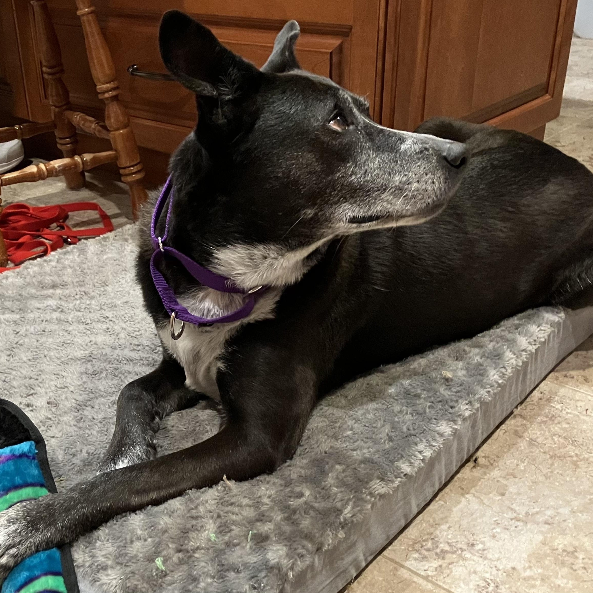 Enlarge Bella, a ADOPTABLE mixed breed in Freehold, NJ image 3/5