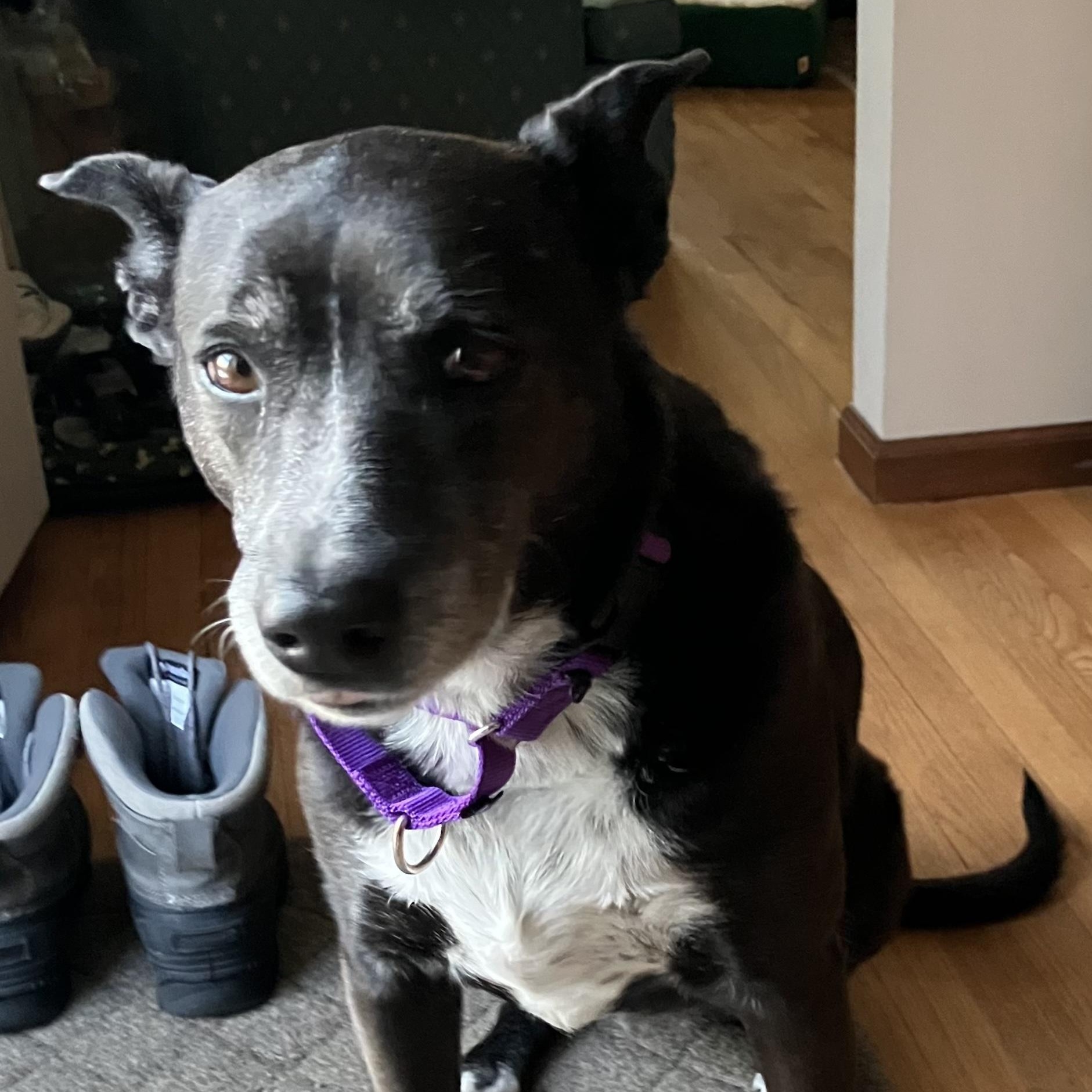 Enlarge Bella, a ADOPTABLE mixed breed in Freehold, NJ image 5/5