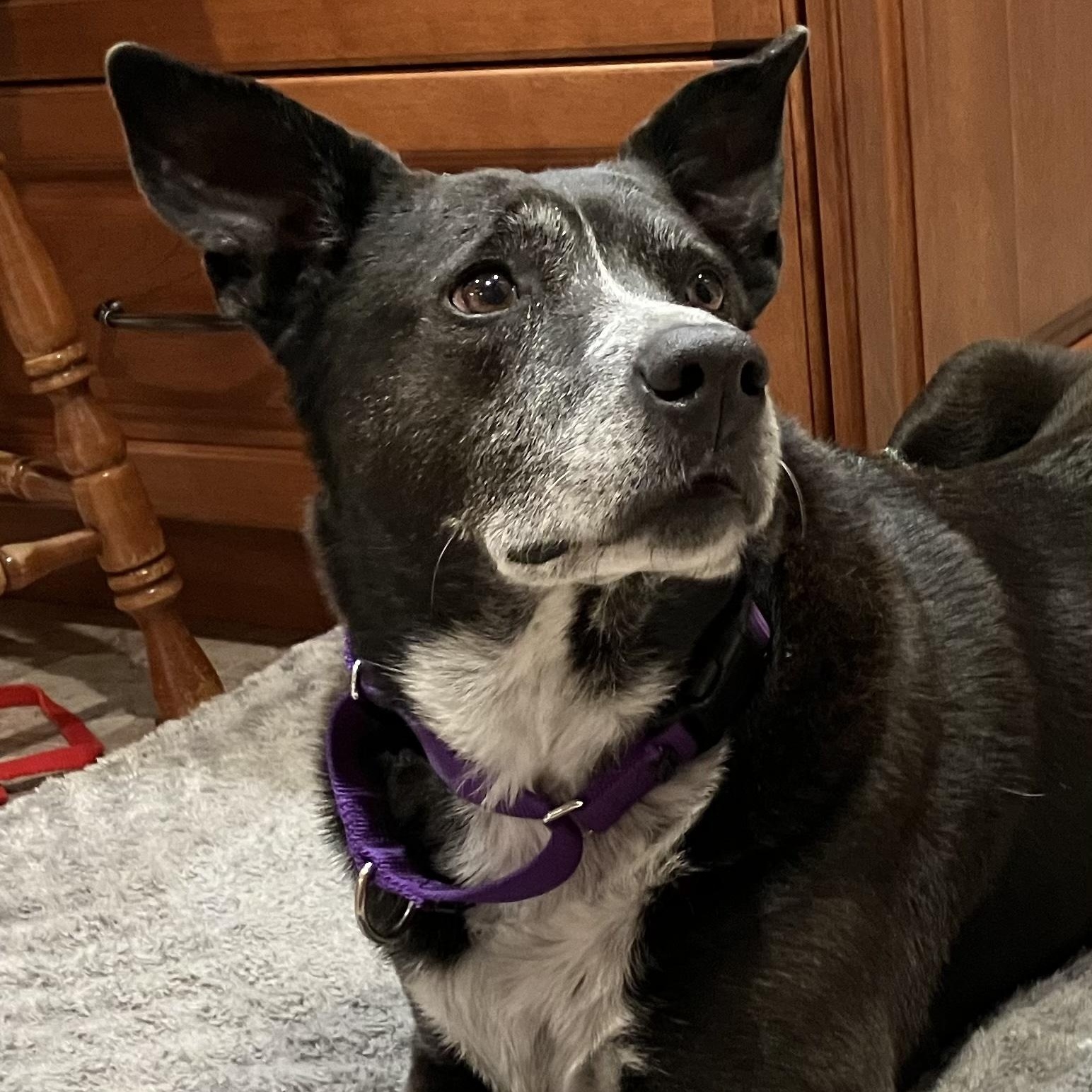 Enlarge Bella, a ADOPTABLE mixed breed in Freehold, NJ image 1/5