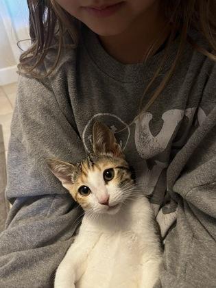 Snickerdoodle, Adoptable, Kitten Female Domestic Short Hair & Domestic Short Hair.