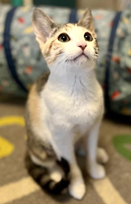 Enlarge Snickerdoodle, a Adoptable mixed breed in San Diego, CA image 2/3