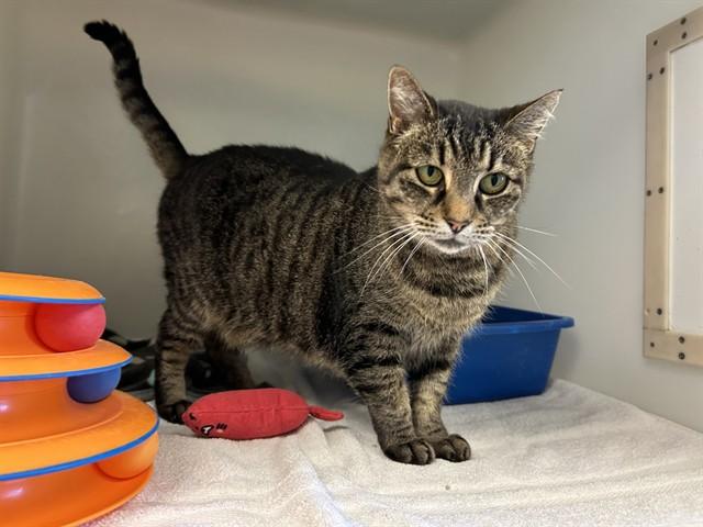 SCARLET, Adoptable, Adult Female Domestic Short Hair.