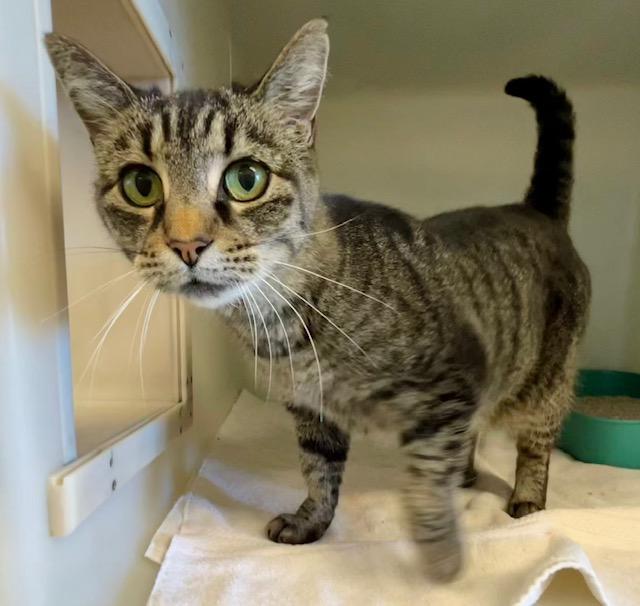 SCARLET, Adoptable, Adult Female Domestic Short Hair.