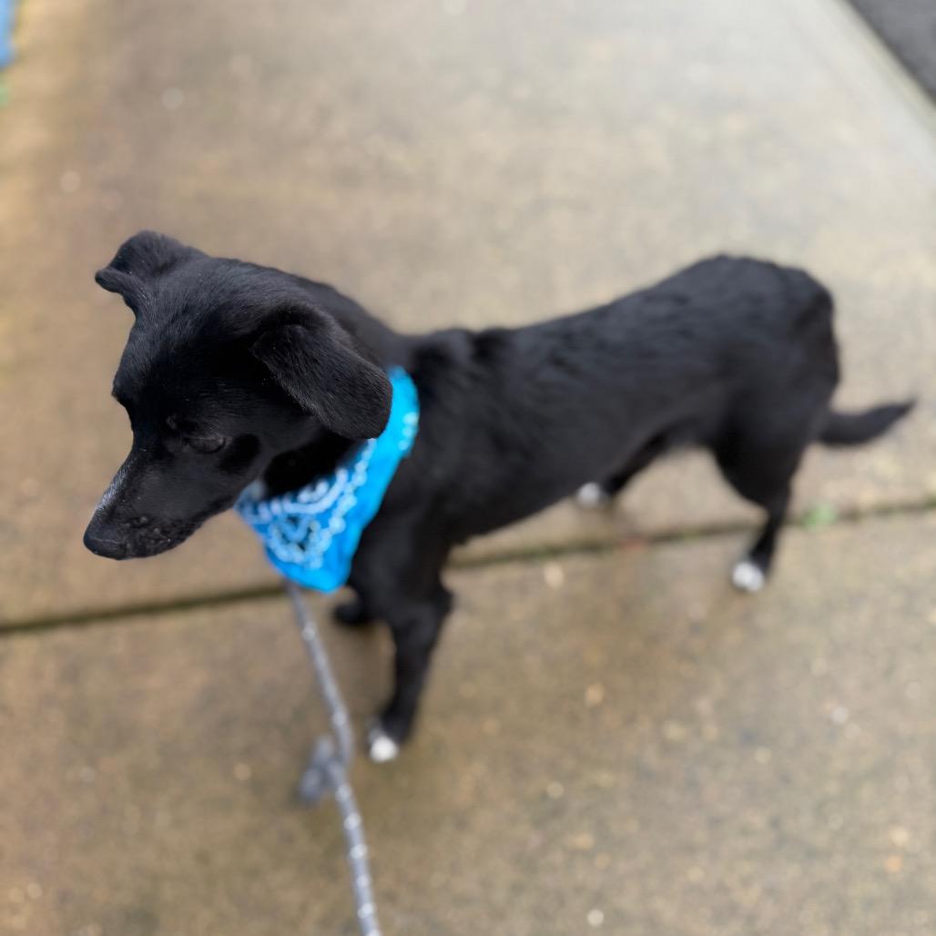 Shasta, Adoptable, Young Male Chihuahua & Mixed Breed.