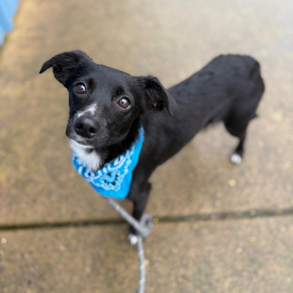 Enlarge Shasta, a Adoptable mixed breed in Newberg, OR image 2/6