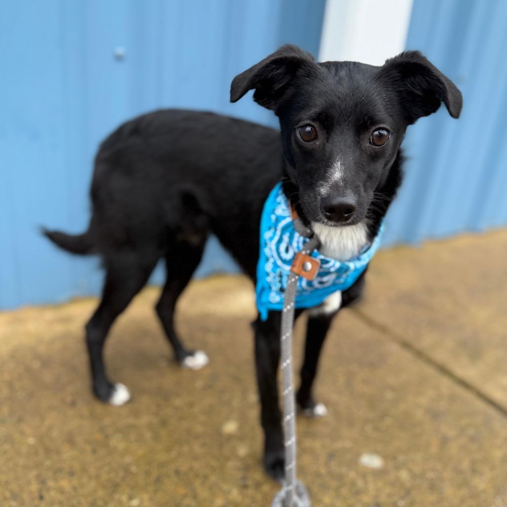 Enlarge Shasta, a Adoptable mixed breed in Newberg, OR image 3/6