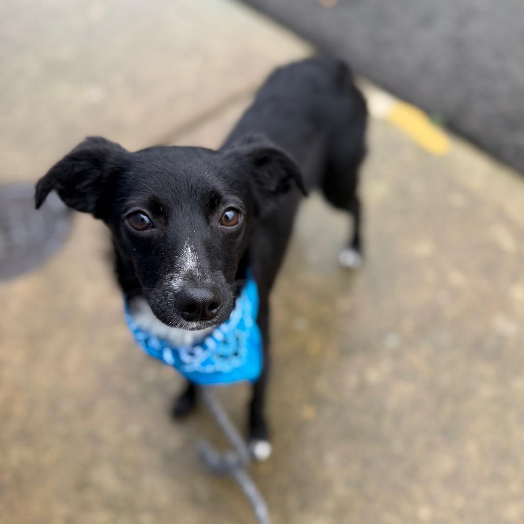 Enlarge Shasta, a Adoptable mixed breed in Newberg, OR image 5/6