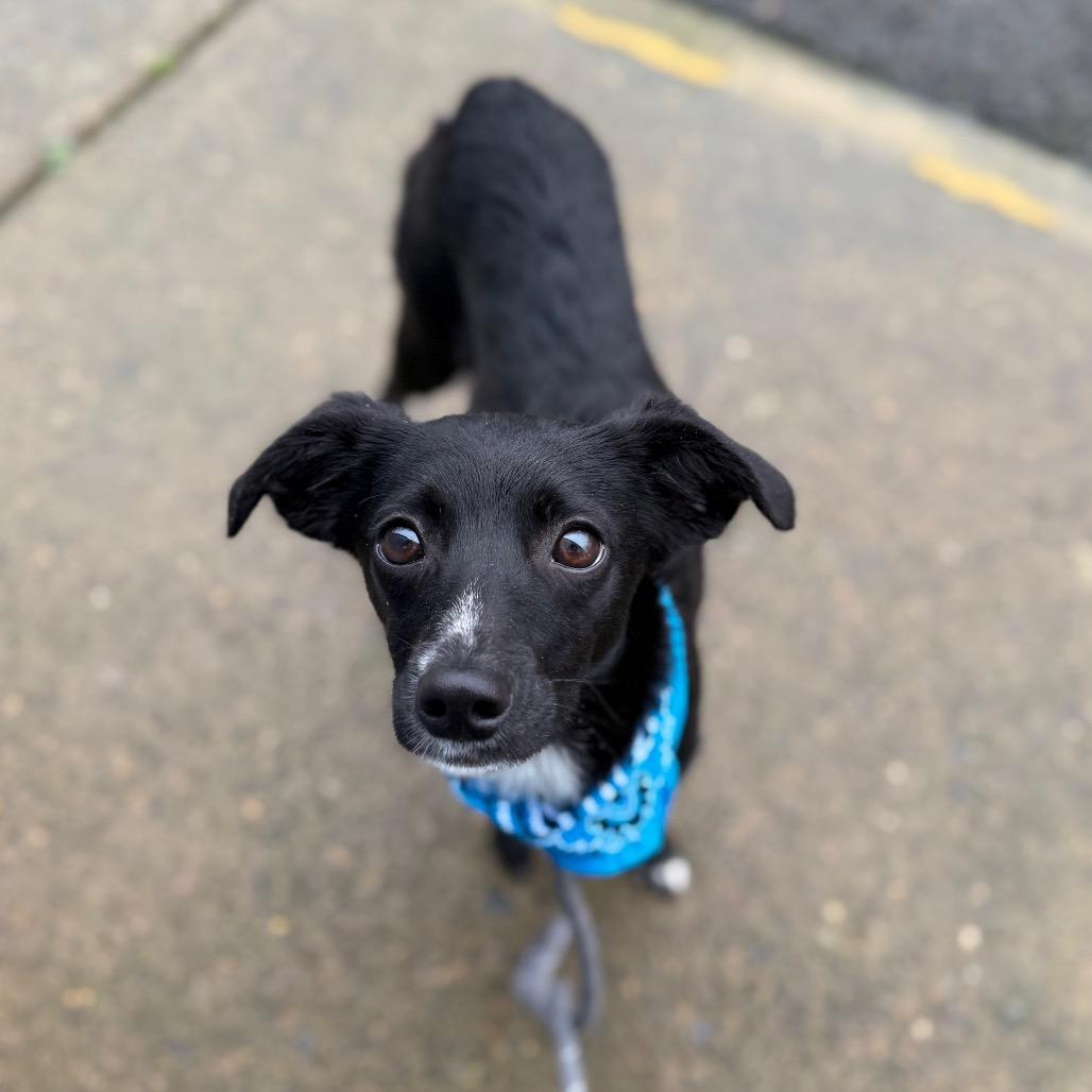 Enlarge Shasta, a Adoptable mixed breed in Newberg, OR image 6/6