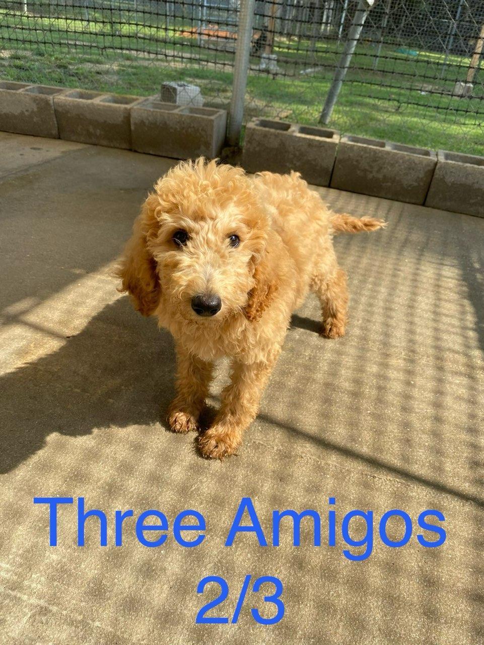 Enlarge Amigo, a Adopted Standard Poodle in Brooksville, FL image 1/1