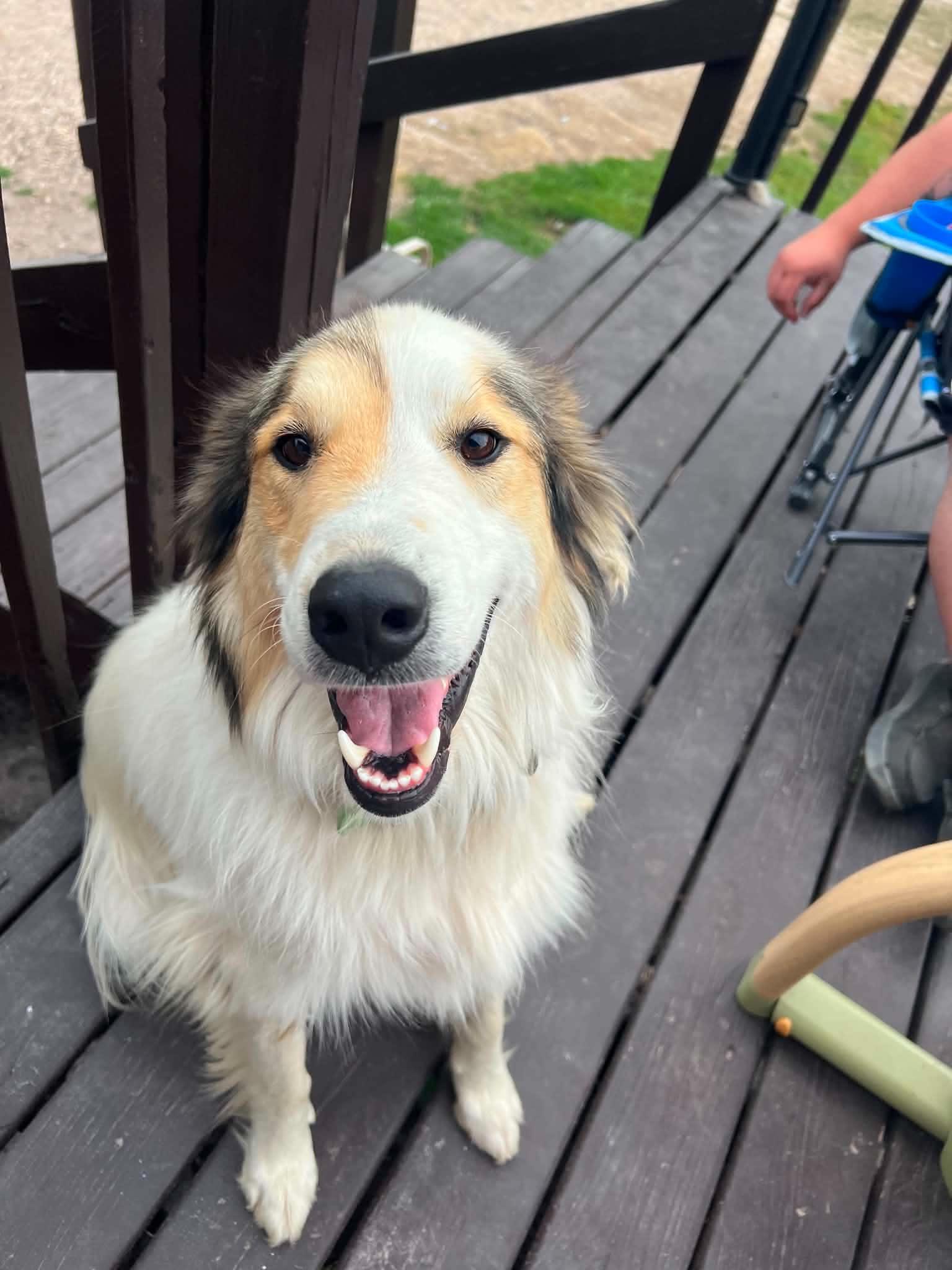 Archer *rough collie mix* foster needed, Adoptable, Adult Male Collie & Great Pyrenees.
