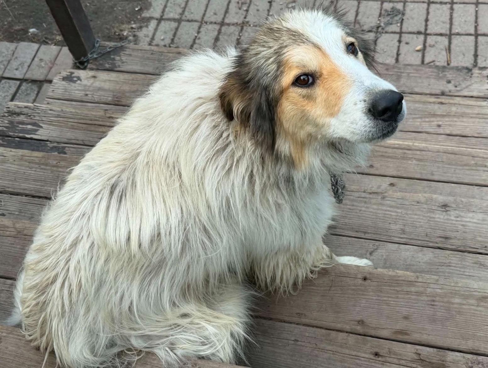 Archer *Help! I need a foster home!*, Adoptable, Adult Male Great Pyrenees & Border Collie.