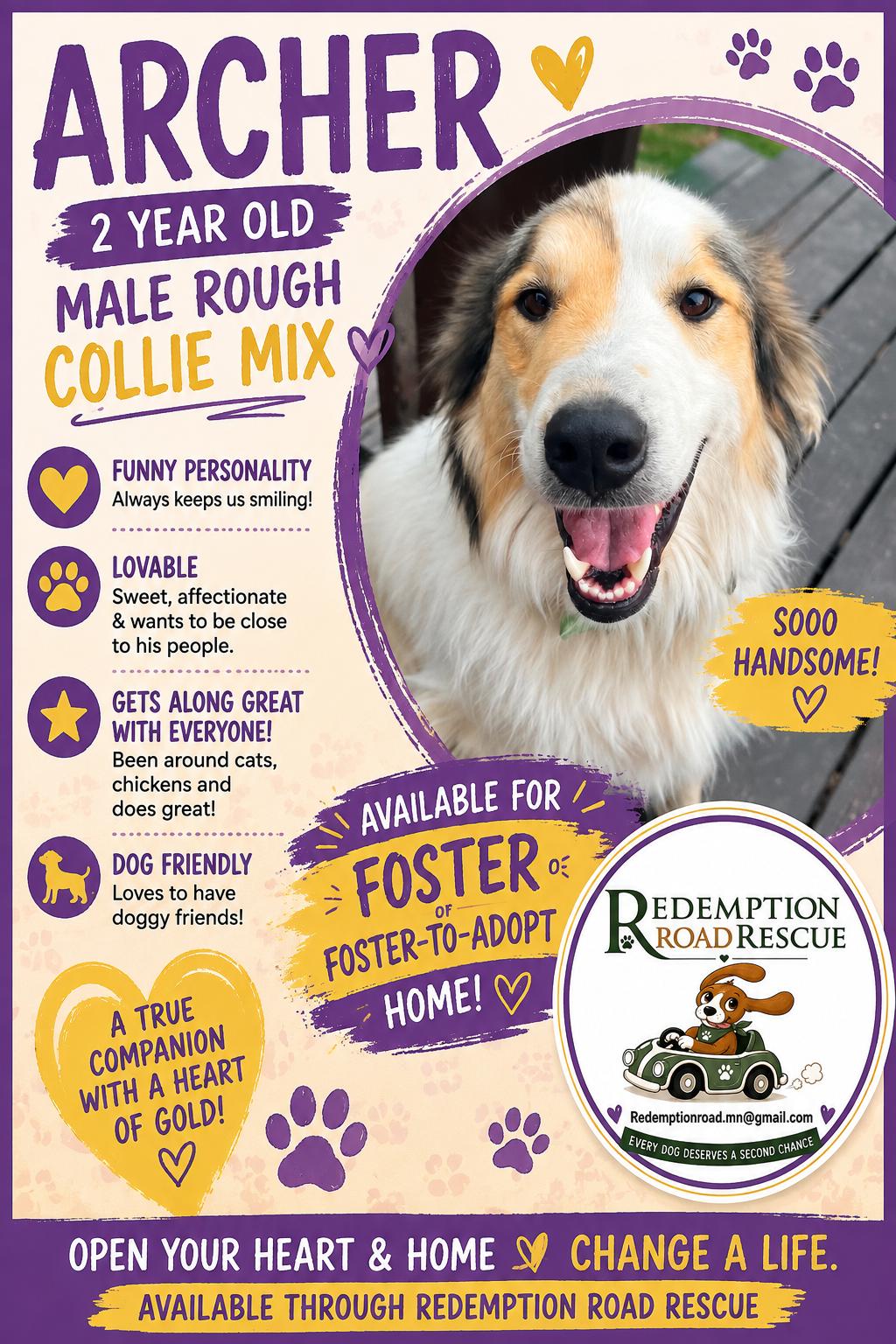 Archer *rough collie mix* foster needed, a Adoptable mixed breed in Crystal, MN image 2/3