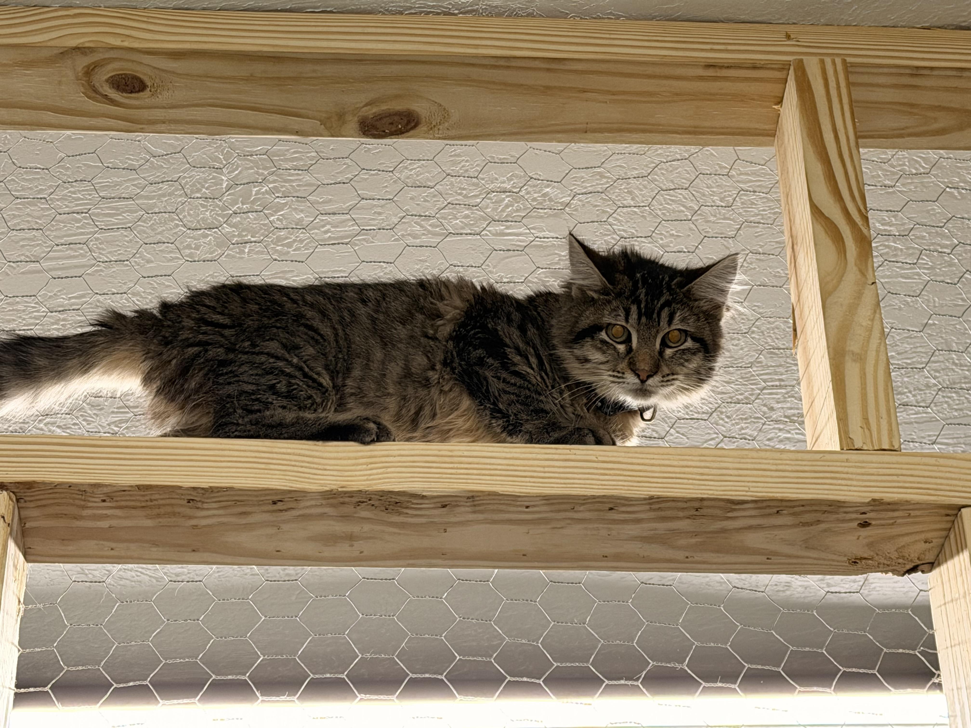 Enlarge Mystery, a Adoptable Domestic Long Hair in Leesville, LA image 3/3