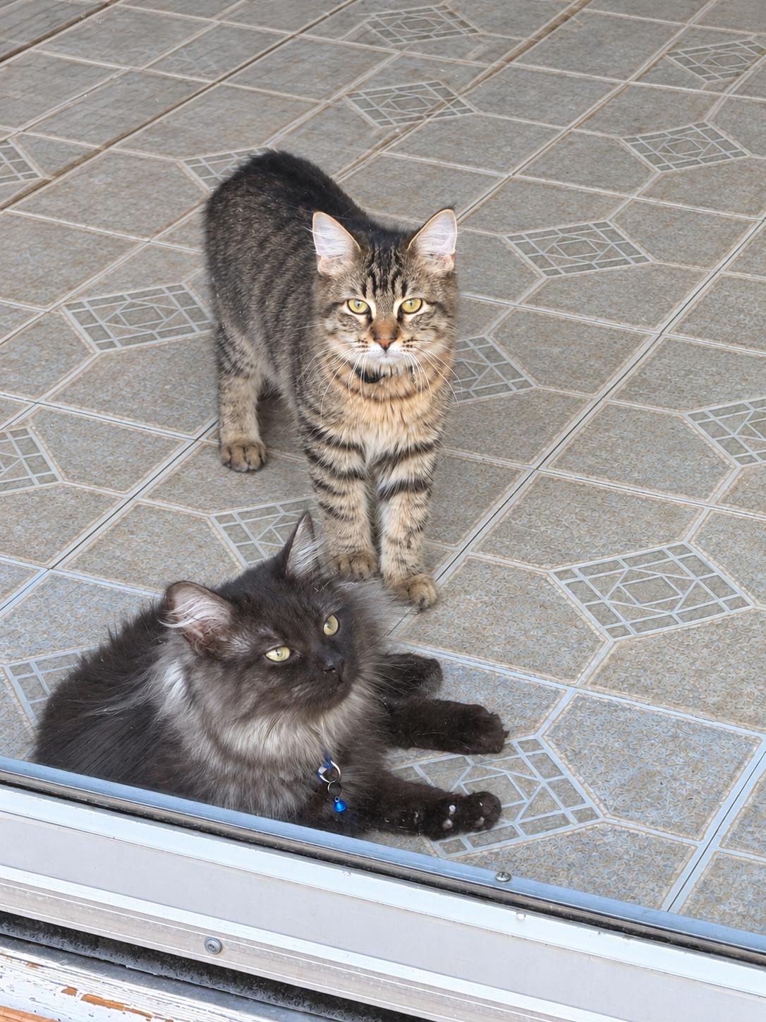 Enlarge Mystery, a Adoptable Domestic Long Hair in Leesville, LA image 2/3