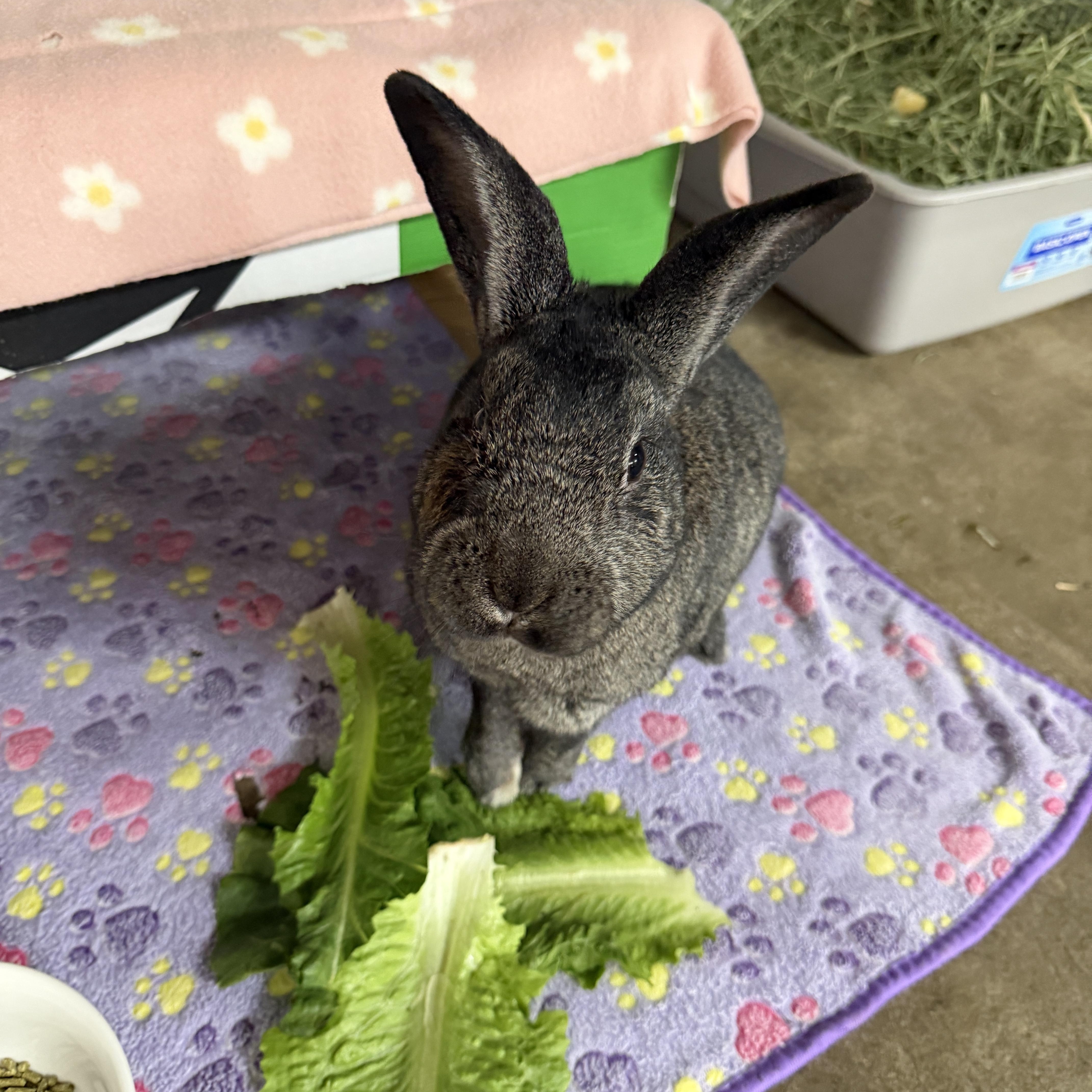 Summer (Pen 9), Adoptable, Senior Female Bunny Rabbit.