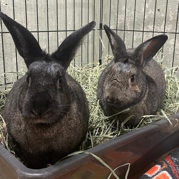 Enlarge Arrow & Summer (Pen 12), a Adoptable Rex in LAS VEGAS, NV image 1/1