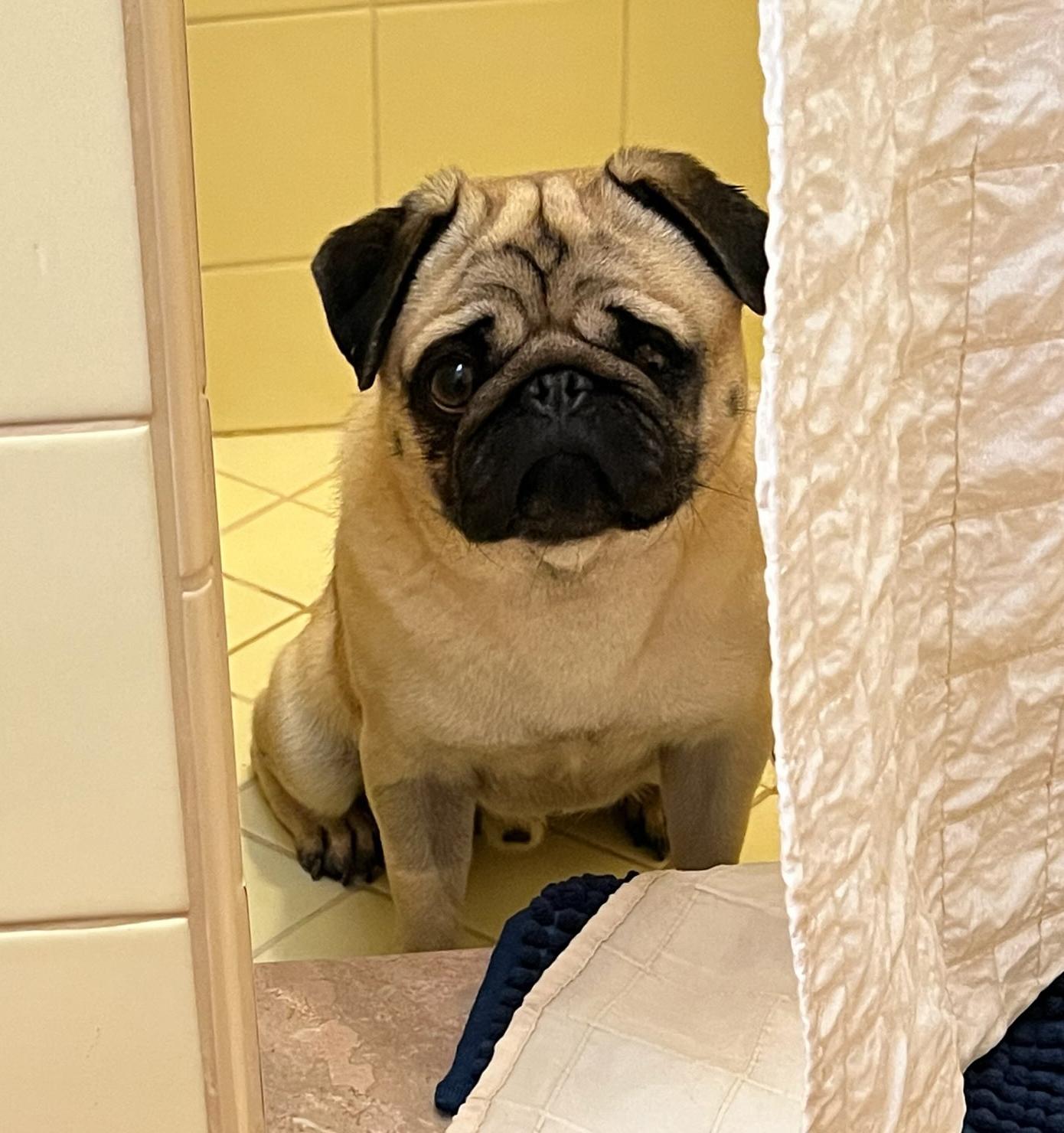 Ridiculously Cute Rhett ~ FUN Pug !, Adoptable, Young Male Pug.