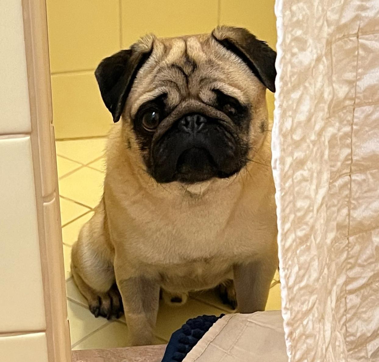 Enlarge Ridiculously Cute Rhett ~ FUN Pug !, a Adoptable Pug in Albuquerque, NM image 1/1