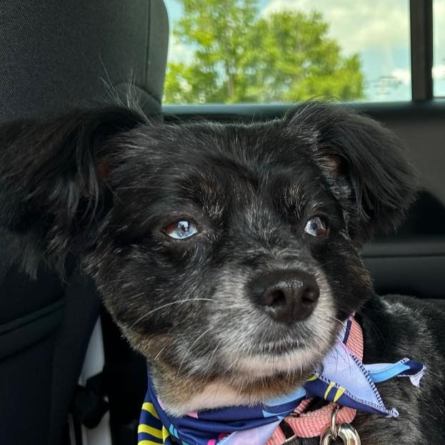 Bud Light, Adopted, Adult Male Australian Shepherd.