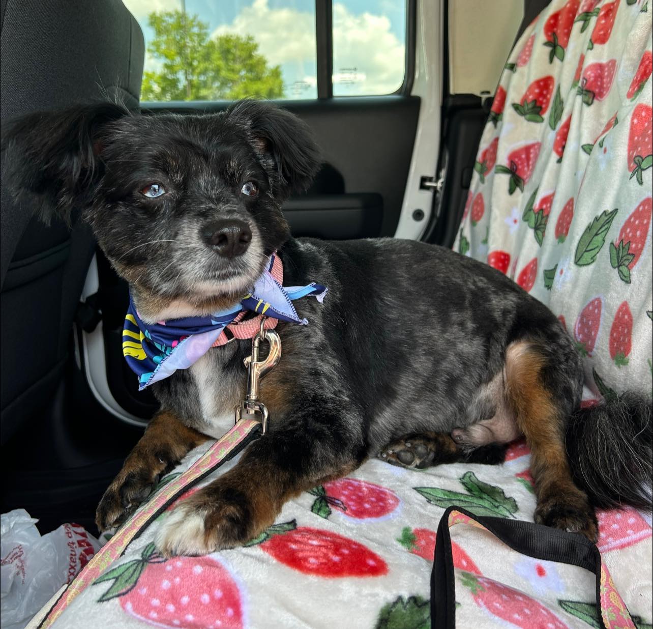 Enlarge Bud Light, a Adopted Australian Shepherd in Fairhope, AL image 2/2