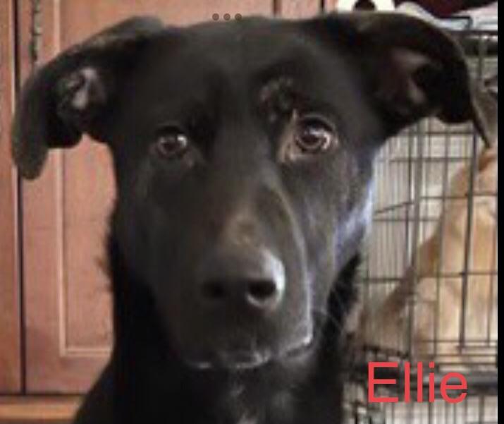 Enlarge Ellie, a Adoptable mixed breed in Goodlettsville, TN image 1/6