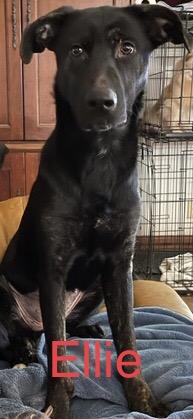 Ellie, Adoptable, Adult Female Labrador Retriever.