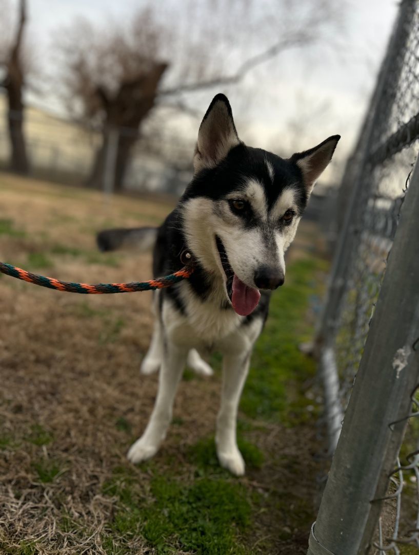 Comet, a Adoptable Siberian Husky in Houston, TX image 1/6