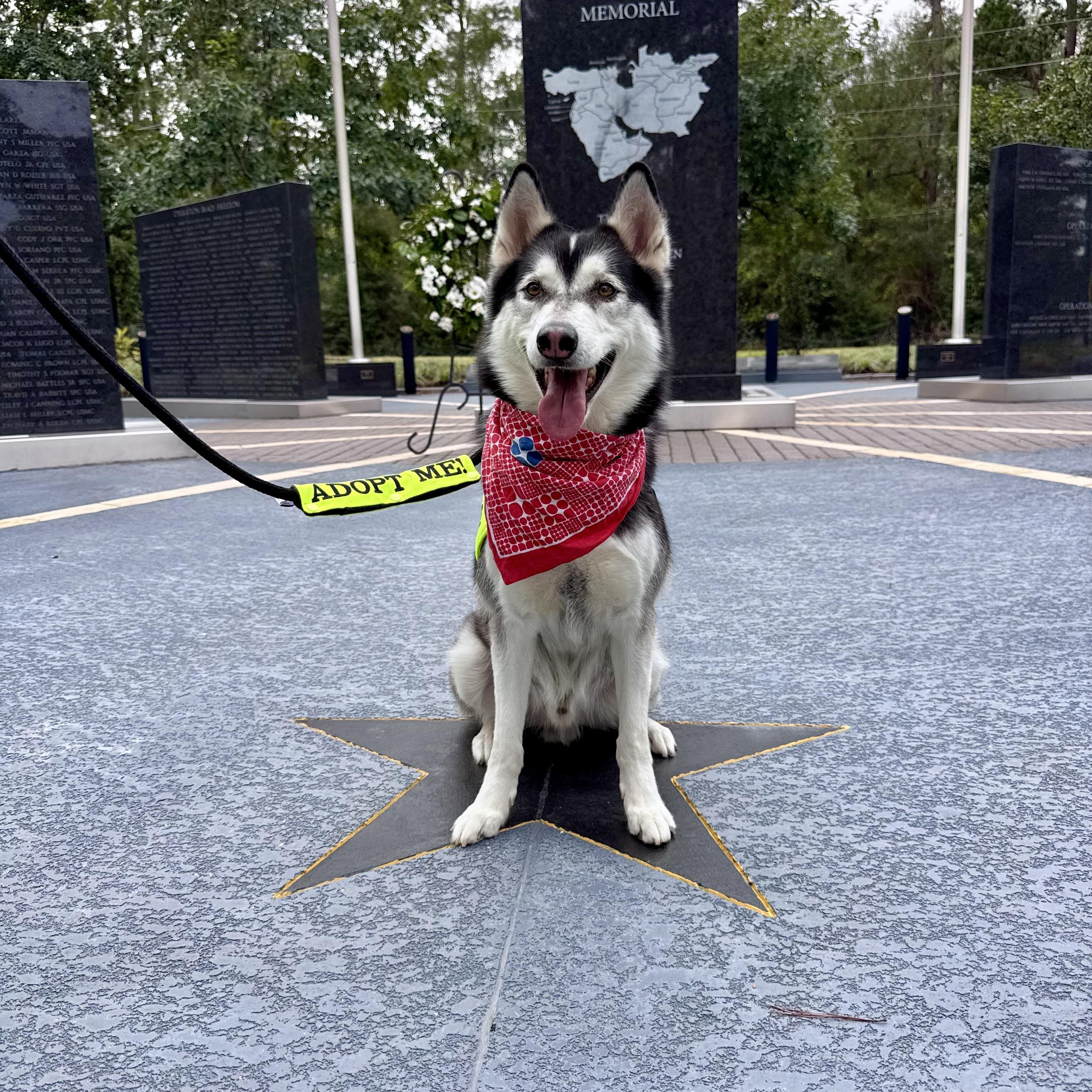 Enlarge Comet, a Adoptable Siberian Husky in Houston, TX image 3/4