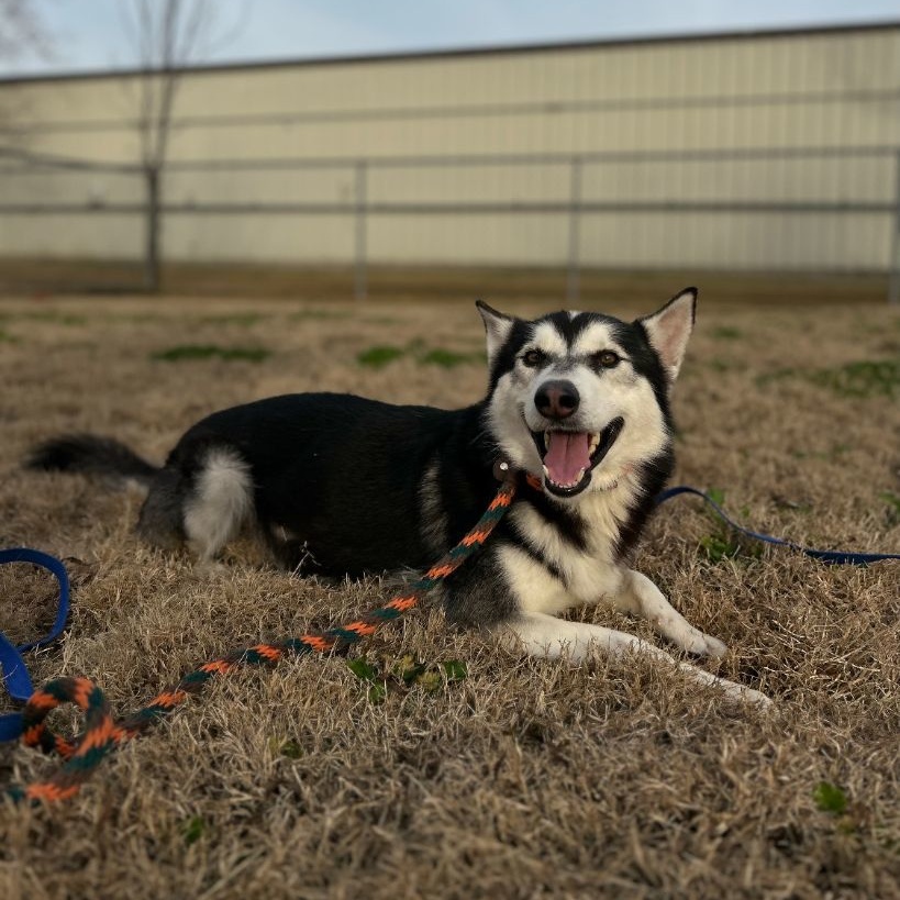 Enlarge Comet, a Adoptable Siberian Husky in Houston, TX image 2/4