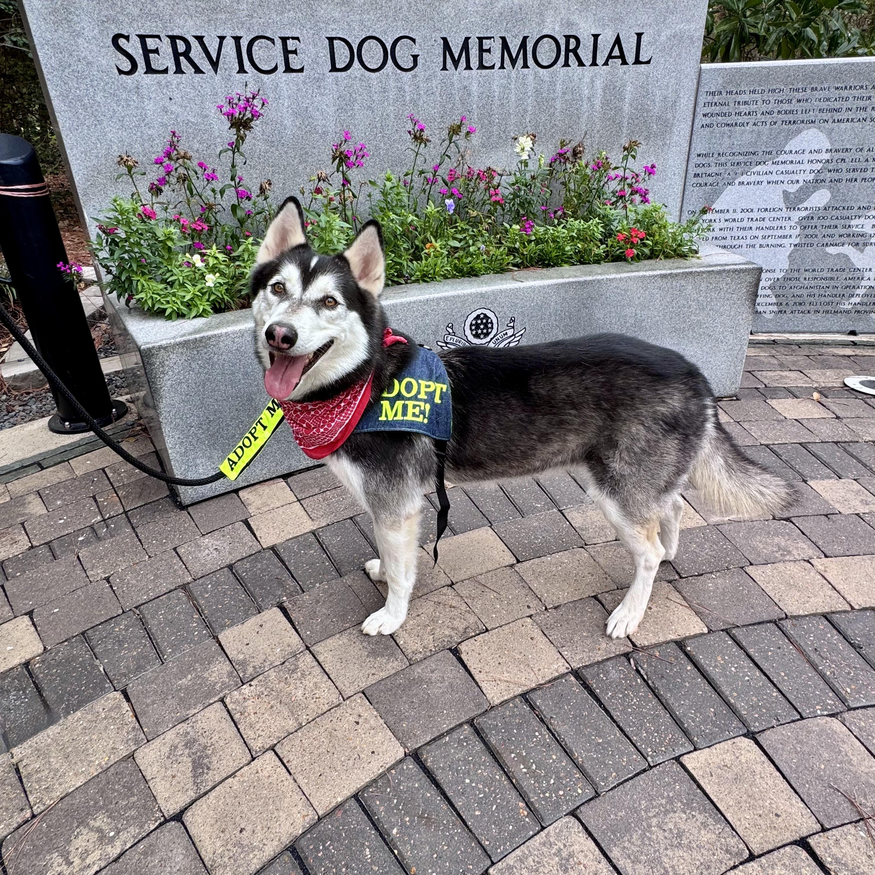 Enlarge Comet, a Adoptable Siberian Husky in Houston, TX image 4/4
