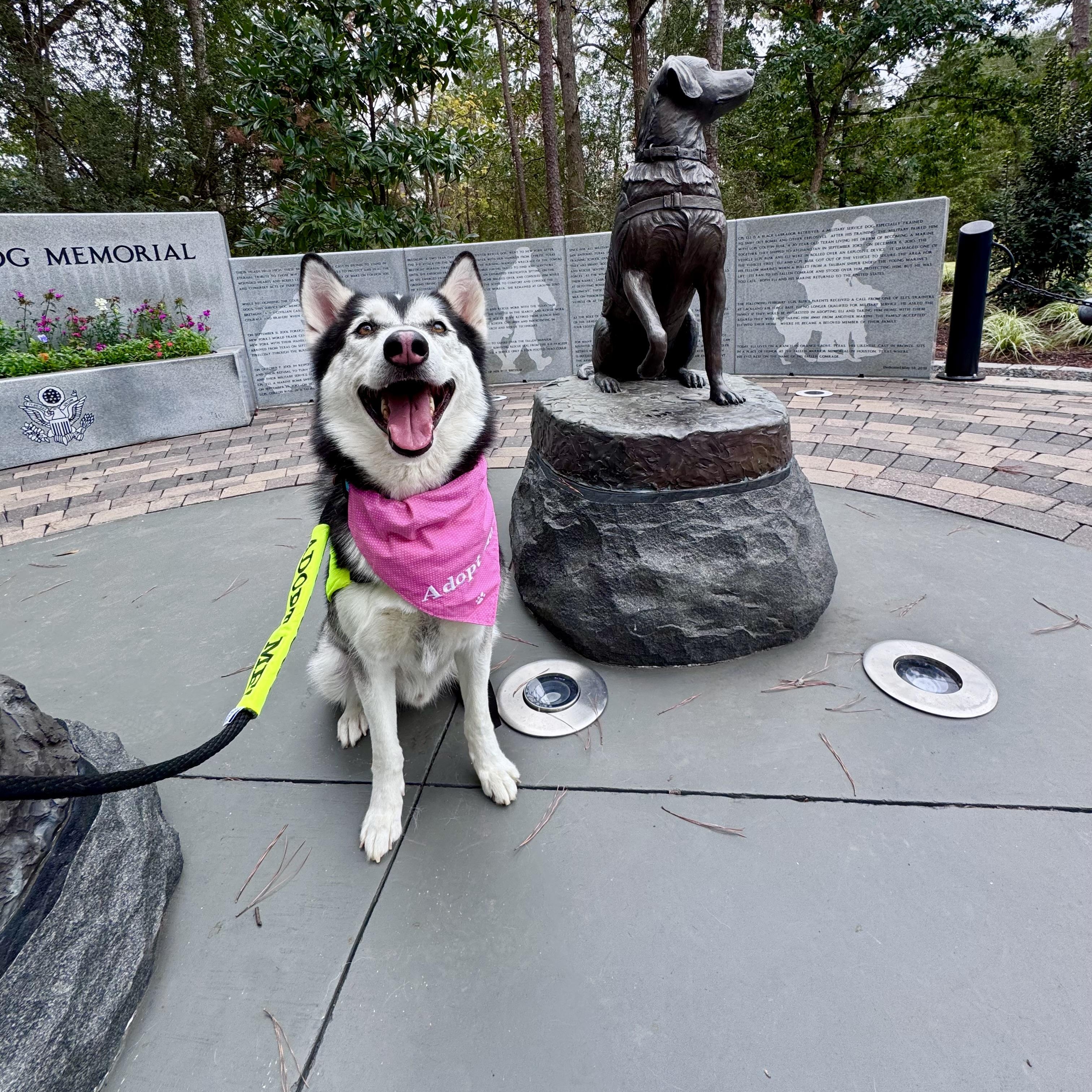 Comet, Adoptable, Adult Male Siberian Husky.