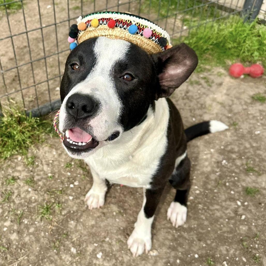 Bun Bun, a Adoptable American Staffordshire Terrier in Napa, CA image 1/6
