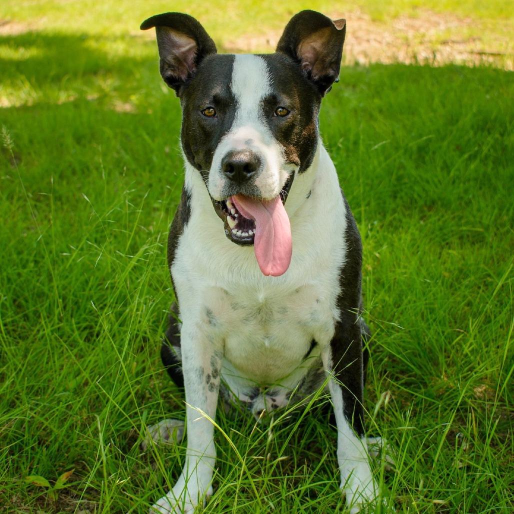 Bun Bun, a Adoptable American Staffordshire Terrier in Napa, CA image 2/6