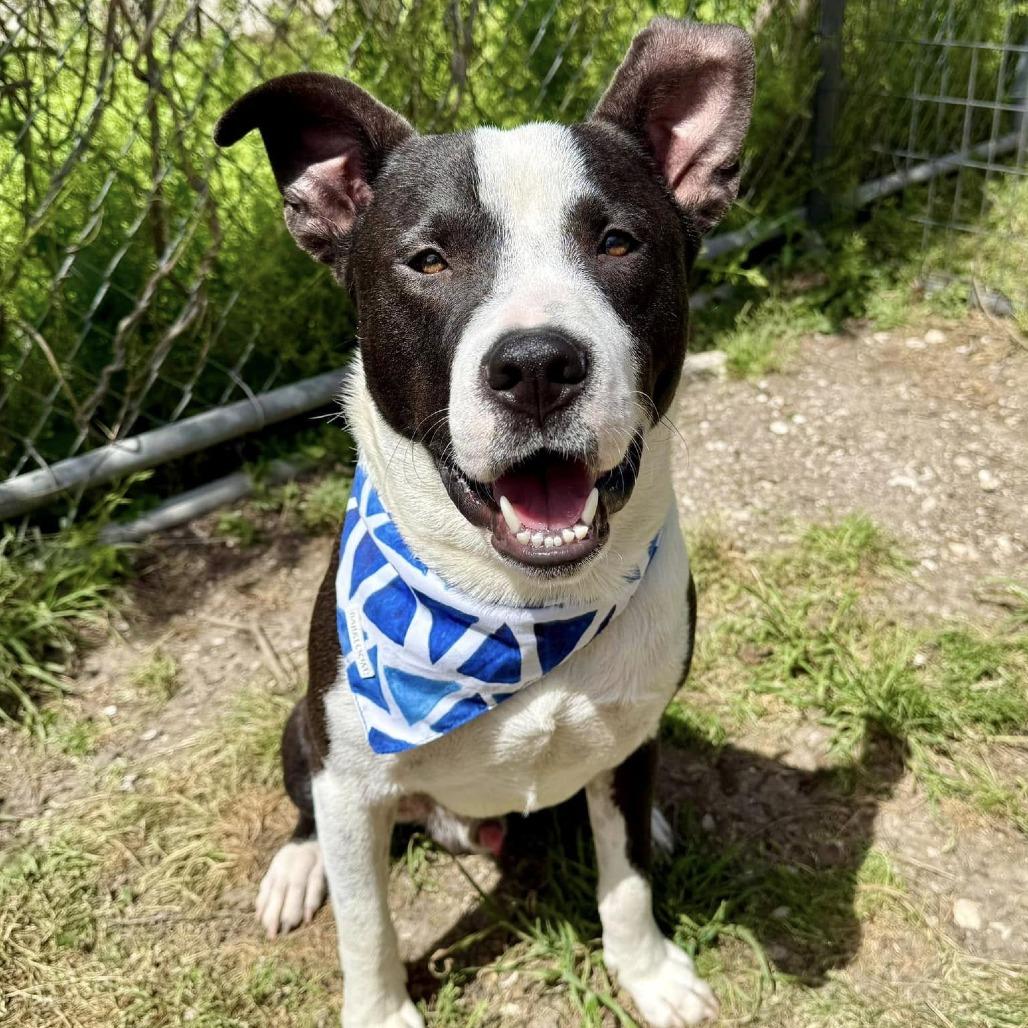 Bun Bun, a Adoptable American Staffordshire Terrier in Napa, CA image 4/6