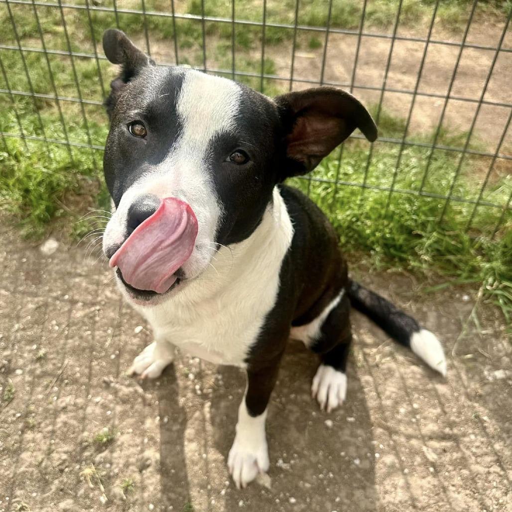 Bun Bun, a Adoptable American Staffordshire Terrier in Napa, CA image 5/6