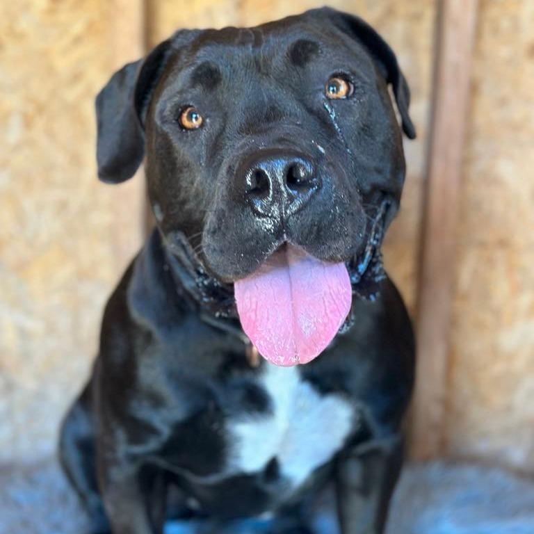 Enlarge Winifred, a Adoptable American Staffordshire Terrier in Lompoc, CA image 4/6