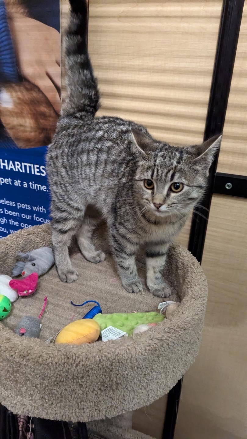 Enlarge Meta, a ADOPTABLE Tabby in Noblesville, IN image 2/3